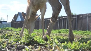 Sika geyiği hayvanat bahçesinde yürüyor, hayvan çiftliğinde.