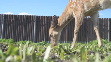 Sika geyiği hayvanat bahçesinde yürüyor, hayvan çiftliğinde.