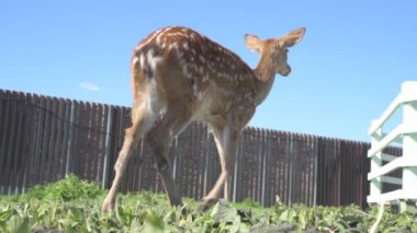 Sika geyiği hayvanat bahçesinde yürüyor, hayvan çiftliğinde.
