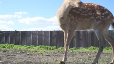 Sika geyiği hayvanat bahçesinde yürüyor, hayvan çiftliğinde.