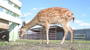 Sika geyiği hayvanat bahçesinde yürüyor, hayvan çiftliğinde.