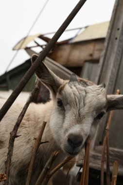 Yavru keçi hayvan çiftliğinde otluyor.