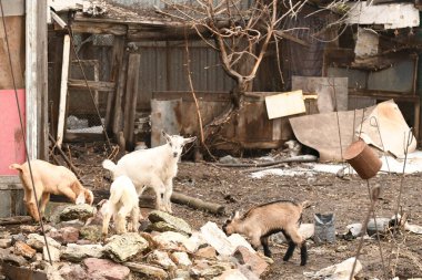 Yavru keçi hayvan çiftliğinde otluyor.