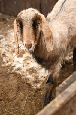 Keçiler hayvan çiftliğinde otluyor.