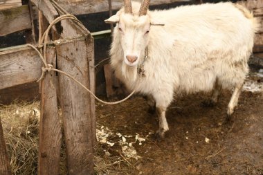 Keçiler hayvan çiftliğinde otluyor.