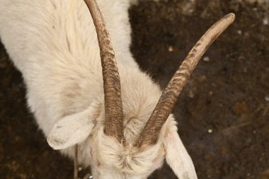 Keçiler hayvan çiftliğinde otluyor.