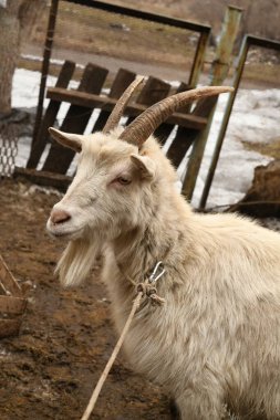 Keçiler hayvan çiftliğinde otluyor.