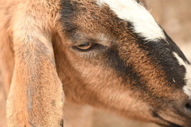 Keçiler hayvan çiftliğinde otluyor.