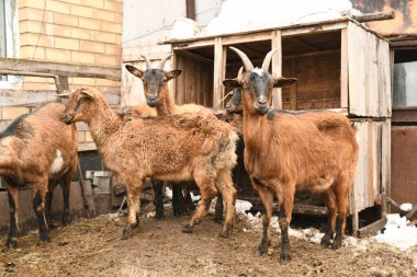 Goats grazing on an animal farm clipart
