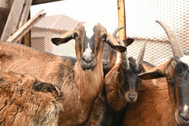 Keçiler hayvan çiftliğinde otluyor.