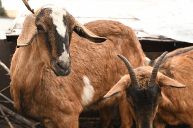 Keçiler hayvan çiftliğinde otluyor.