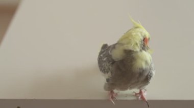 Komik papağan, evcil hayvan. Sarı gri papağan dairenin etrafında uçuşuyor.