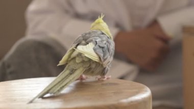 Komik papağan, evcil hayvan. Sarı gri papağan dairenin etrafında uçuşuyor.