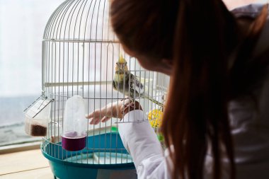 Portrait of Funny Yellow gray cockatiel parrot and his owner woman at home clipart