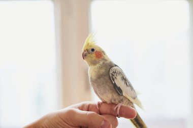 Komik sarı papağan portresi evde oturuyor.