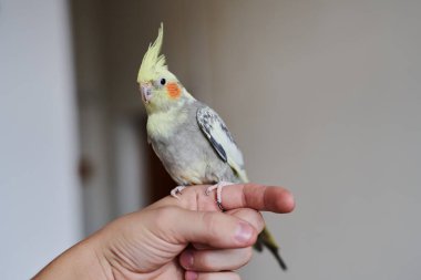 Komik sarı papağan portresi evde oturuyor.