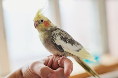 Portrait of Funny Yellow gray cockatiel parrot sitting at home clipart