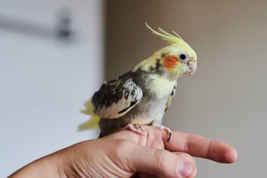 Komik sarı papağan portresi evde oturuyor.