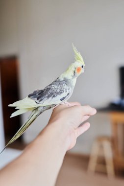 Komik sarı papağan portresi evde oturuyor.