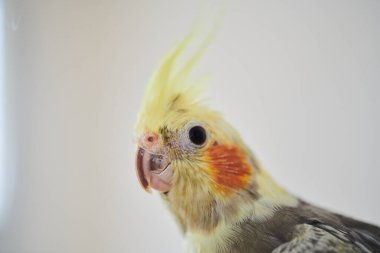 Komik sarı papağan portresi evde oturuyor.