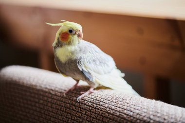 Komik sarı papağan portresi evde oturuyor.