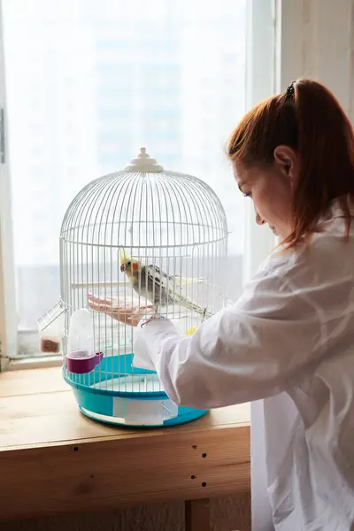 stock image Portrait of Funny Yellow gray cockatiel parrot and his owner woman at home