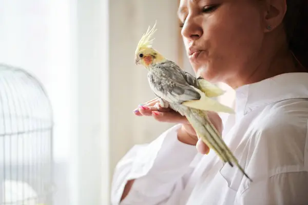 stock image Portrait of Funny Yellow gray cockatiel parrot and his owner woman at home