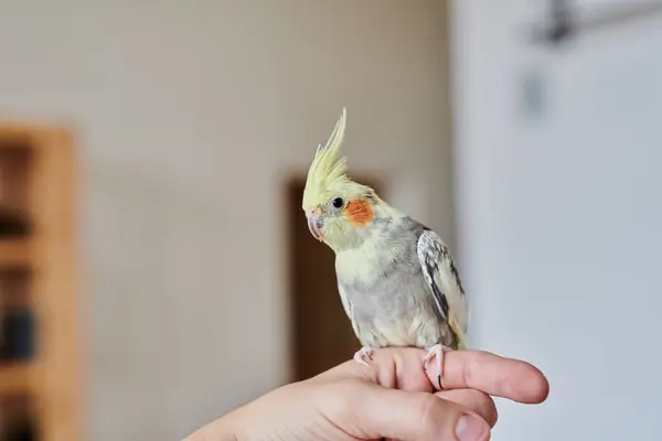 stock image Portrait of Funny Yellow gray cockatiel parrot sitting at home