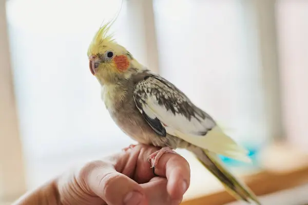 stock image Portrait of Funny Yellow gray cockatiel parrot sitting at home