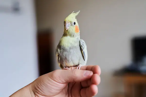 stock image Portrait of Funny Yellow gray cockatiel parrot sitting at home