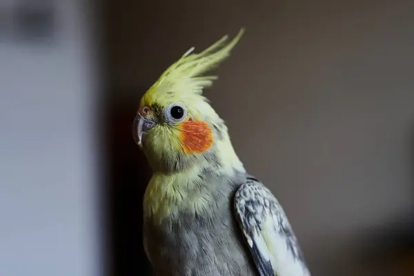 stock image Portrait of Funny Yellow gray cockatiel parrot sitting at home