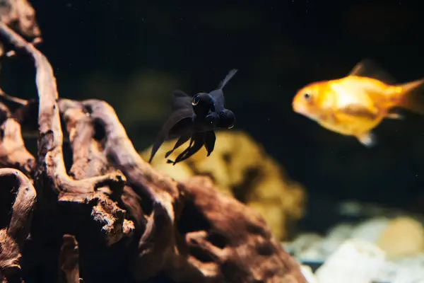 stock image Exotic fish swimming in aquarium close-up on dark water background