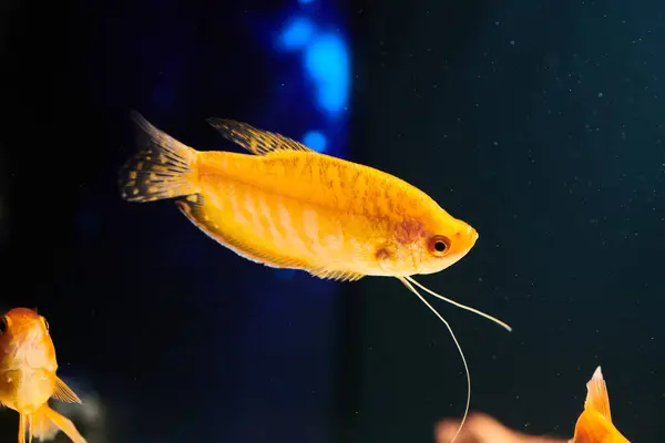 stock image Goldfish swimming in aquarium close-up on dark water background