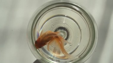 Japon balığı küçük bir akvaryum camında yüzüyor.