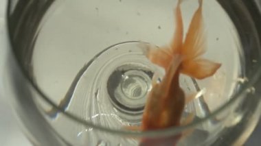 Japon balığı küçük bir akvaryum camında yüzüyor.