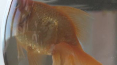 Japon balığı küçük bir akvaryum camında yüzüyor.