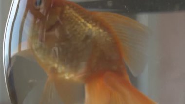 Japon balığı küçük bir akvaryum camında yüzüyor.