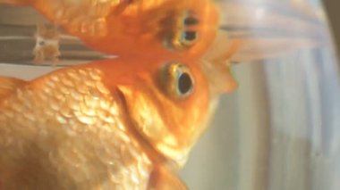 Japon balığı küçük bir akvaryum camında yüzüyor.