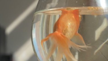 Japon balığı küçük bir akvaryum camında yüzüyor.