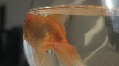 Japon balığı küçük bir akvaryum camında yüzüyor.