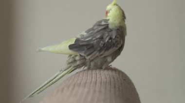 Komik papağan, evcil hayvan. Sarı gri papağan dairenin etrafında uçuşuyor.