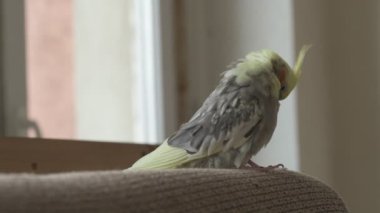 Komik papağan, evcil hayvan. Sarı gri papağan dairenin etrafında uçuşuyor.