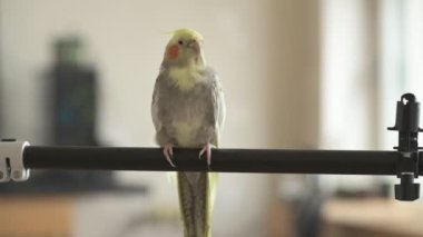 Komik papağan, evcil hayvan. Sarı gri papağan dairenin etrafında uçuşuyor.