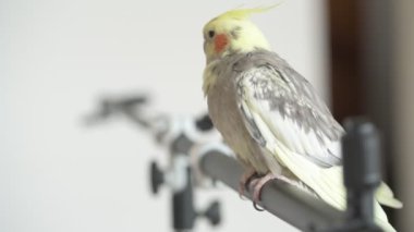 Komik papağan, evcil hayvan. Sarı gri papağan dairenin etrafında uçuşuyor.