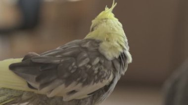 Komik papağan, evcil hayvan. Sarı gri papağan dairenin etrafında uçuşuyor.