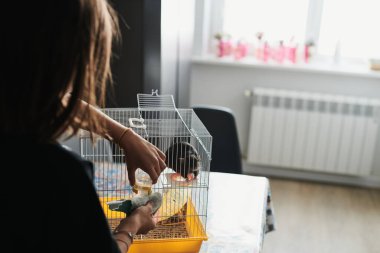 Komik bir yerli sıçan kafesinde sahibinin yanında oturuyor.