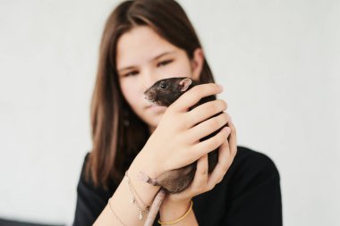 Komik bir yerli sıçan sahibinin elinde oturuyor.