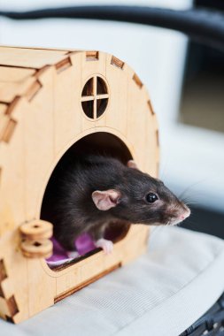 Komik bir yerli sıçan ahşap evinde oturuyor.