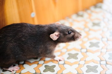 Komik yerli sıçan evde yakın plan oturuyor.