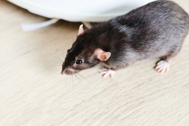 Komik yerli sıçan evde yakın plan oturuyor.